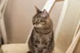 Piper