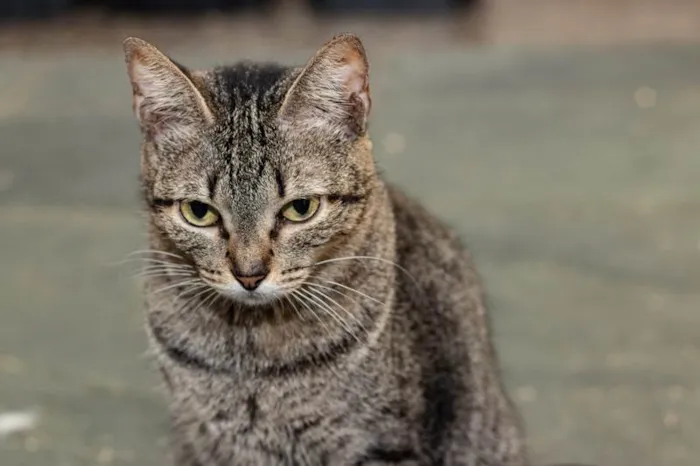 Gato ra a SRD-ViraLata idade 6 ou mais anos nome Piper