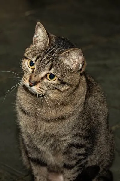 Gato ra a SRD-ViraLata idade 6 ou mais anos nome Piper