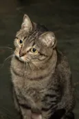 Piper