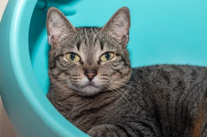 Gato ra a SRD-ViraLata idade 6 ou mais anos nome Piper