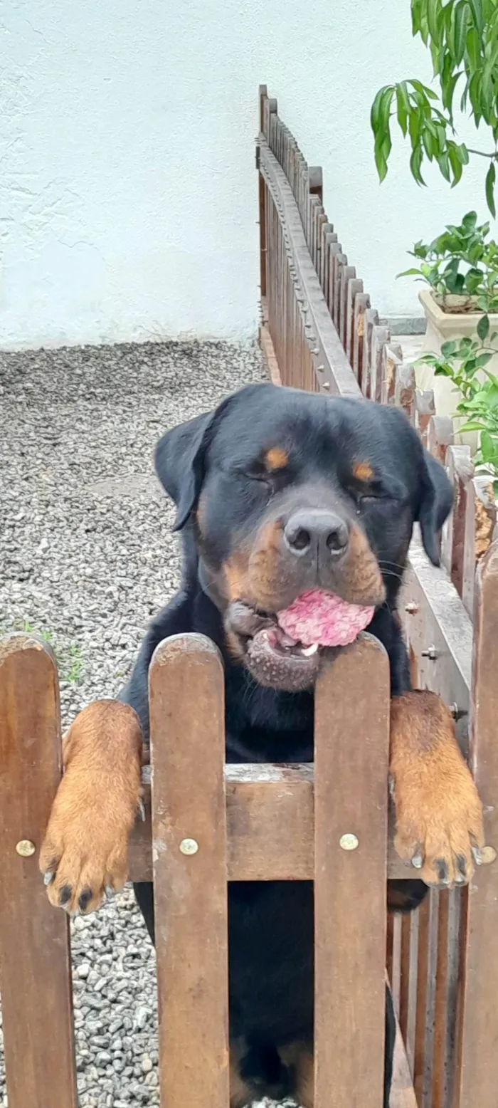 Cachorro ra a Rottweiler idade 2 a 6 meses nome Jack