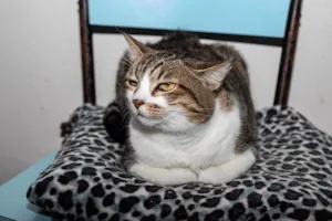 Gato raça SRD-ViraLata idade 3 anos nome Pinheiros