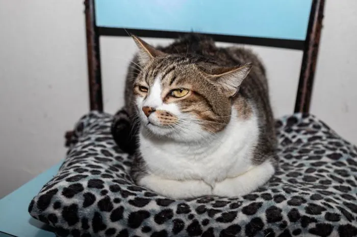 Gato ra a SRD-ViraLata idade 3 anos nome Pinheiros
