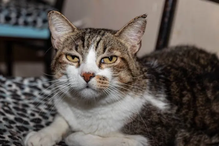 Gato ra a SRD-ViraLata idade 3 anos nome Pinheiros
