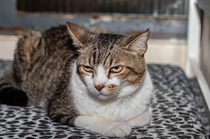 Gato ra a SRD-ViraLata idade 3 anos nome Pinheiros