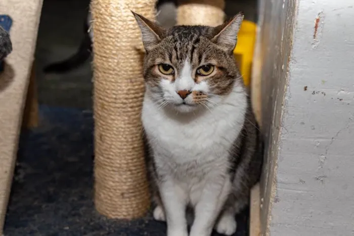 Gato ra a SRD-ViraLata idade 3 anos nome Pinheiros
