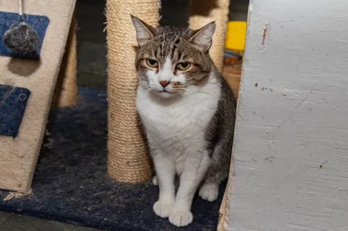 Gato ra a SRD-ViraLata idade 3 anos nome Pinheiros