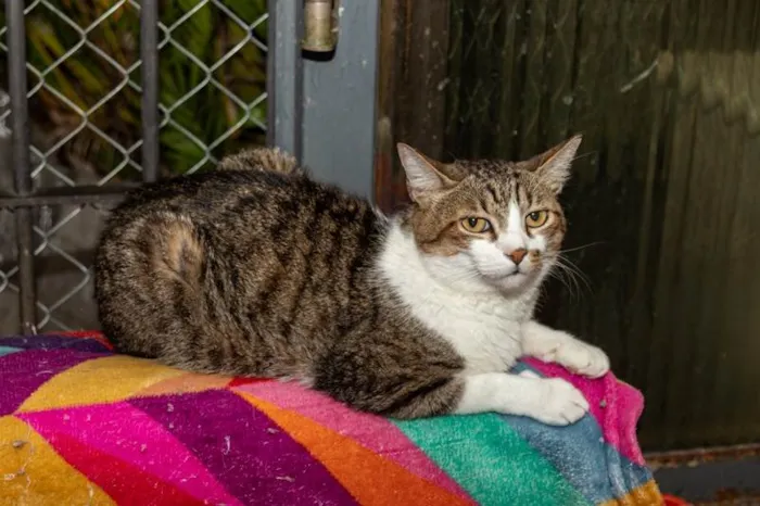 Gato ra a SRD-ViraLata idade 3 anos nome Pinheiros