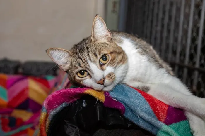 Gato ra a SRD-ViraLata idade 3 anos nome Pinheiros