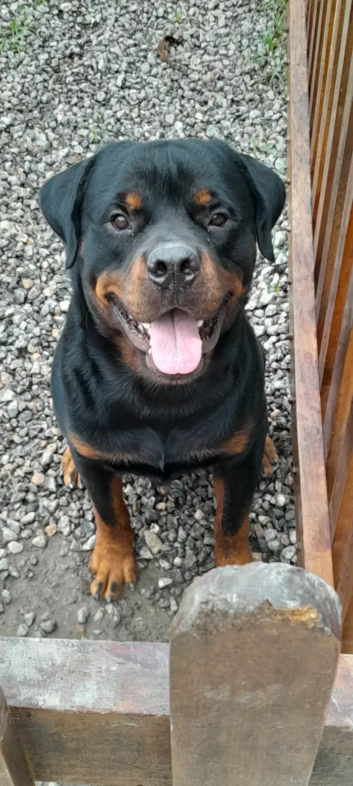 Cachorro ra a Rottweiler idade 2 a 6 meses nome Jack