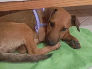 Cachorro raça SRD-ViraLata idade 2 a 6 meses nome Paçoca 