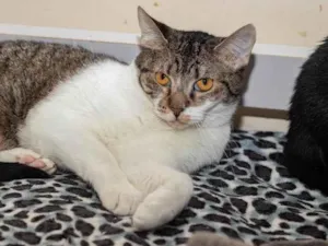 Gato raça SRD-ViraLata idade 2 anos nome Timona