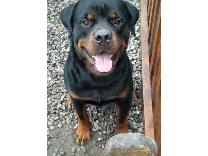 Cachorro ra a Rottweiler idade 2 a 6 meses nome Jack