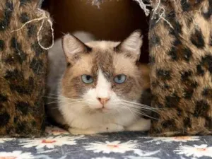 Gato raça SRD-ViraLata idade 2 anos nome Rosalvo