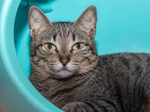 Gato raça SRD-ViraLata idade 6 ou mais anos nome Piper