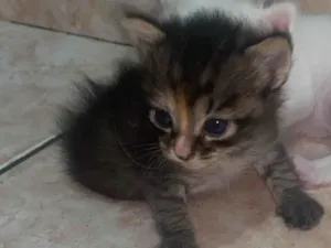 Gato raça  idade Abaixo de 2 meses nome Melissa