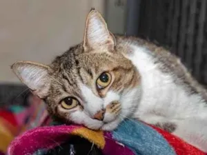 Gato raça SRD-ViraLata idade 3 anos nome Pinheiros