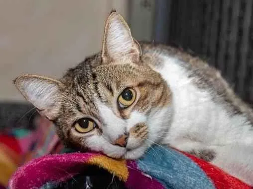 Gato ra a SRD-ViraLata idade 3 anos nome Pinheiros