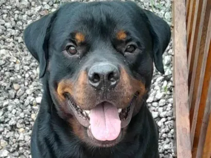 Cachorro raça Rottweiler idade 2 a 6 meses nome Jack
