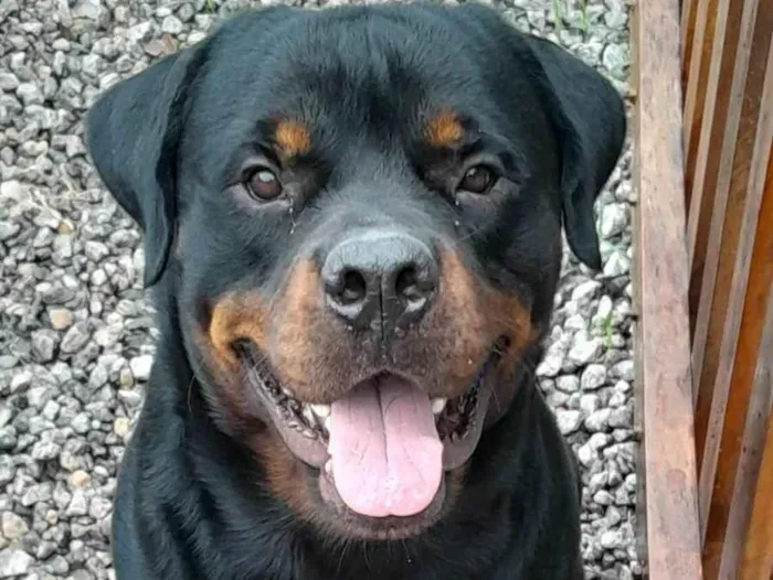 Cachorro ra a Rottweiler idade 2 a 6 meses nome Jack