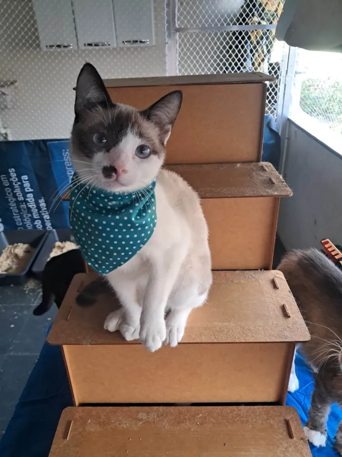 Gato ra a SRD-ViraLata idade 2 a 6 meses nome Francesco 