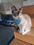 Francesco