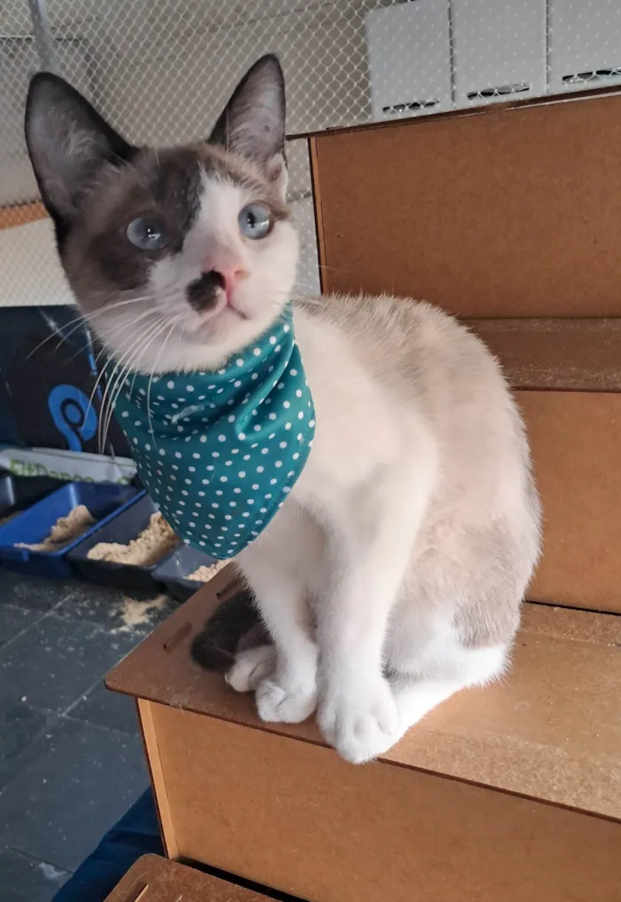 Gato ra a SRD-ViraLata idade 2 a 6 meses nome Francesco 