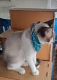Francesco