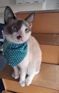 Francesco