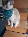 Francesco