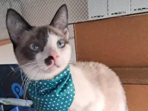 Gato raça SRD-ViraLata idade 2 a 6 meses nome Francesco 