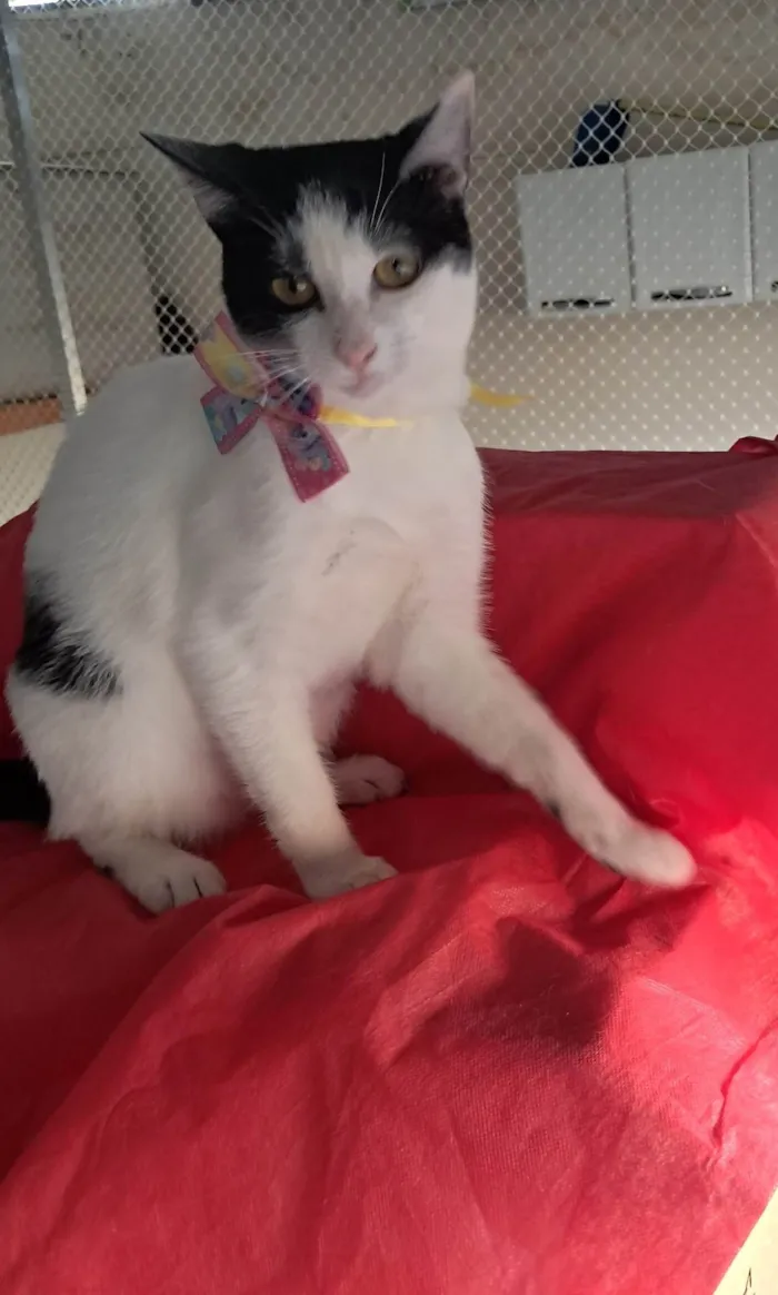 Gato ra a SRD-ViraLata idade 2 a 6 meses nome Emily