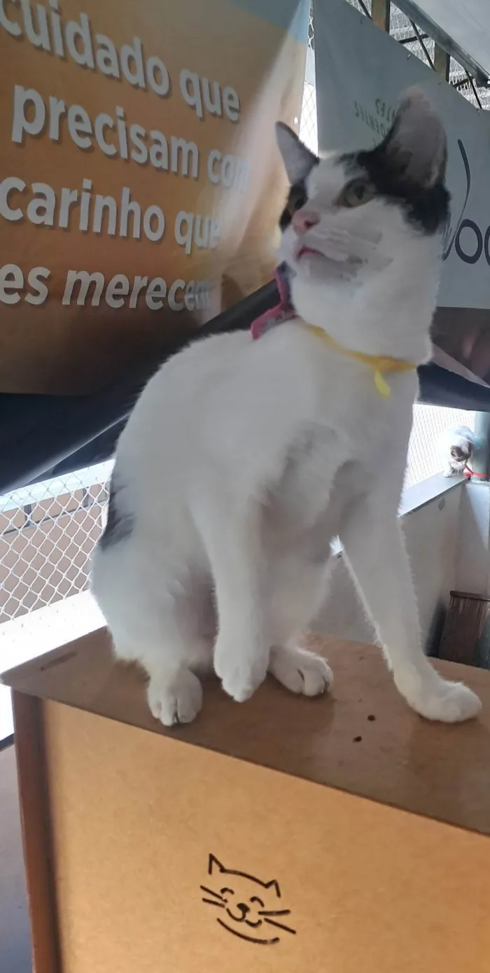 Gato ra a SRD-ViraLata idade 2 a 6 meses nome Emily