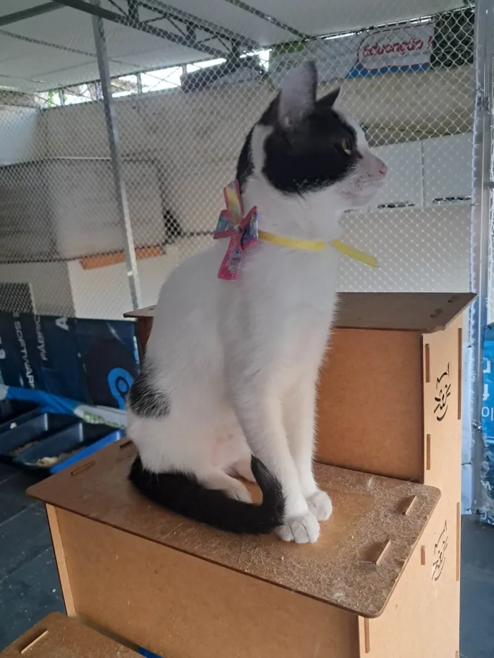 Gato ra a SRD-ViraLata idade 2 a 6 meses nome Emily