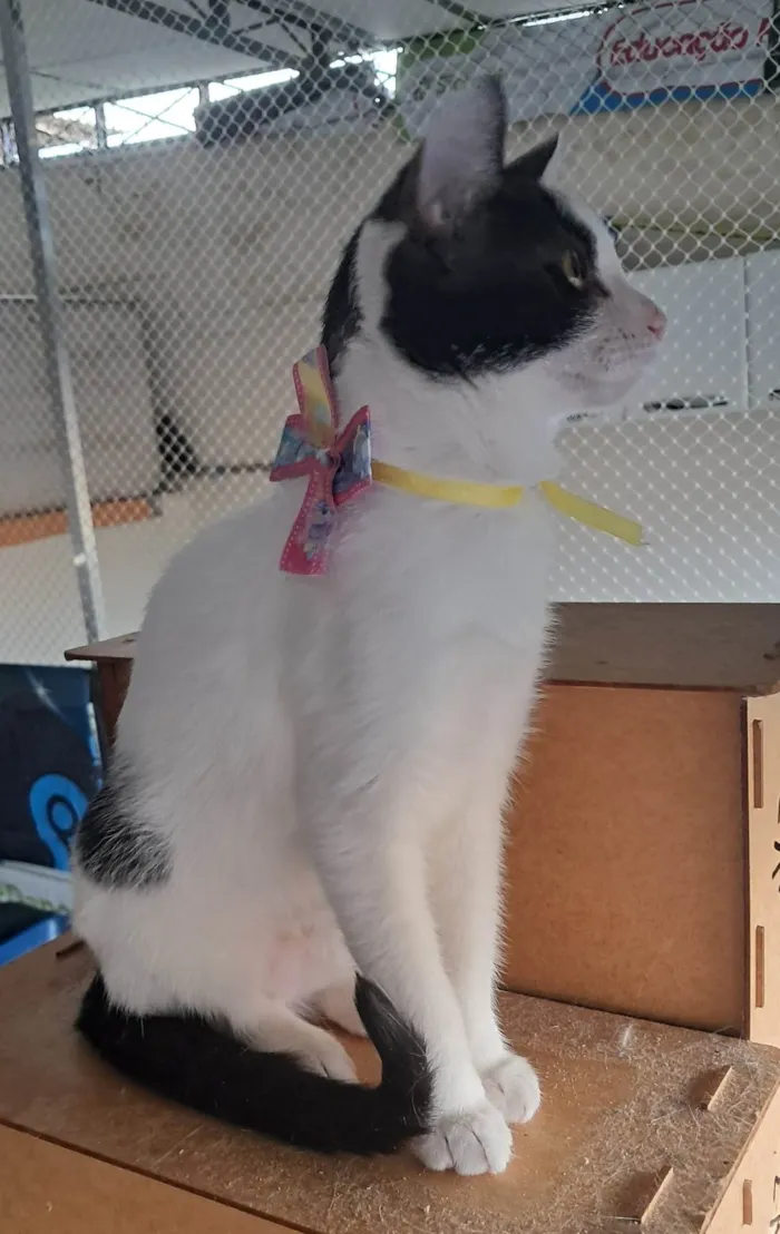 Gato ra a SRD-ViraLata idade 2 a 6 meses nome Emily