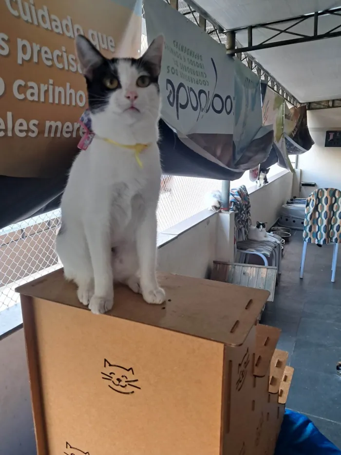 Gato ra a SRD-ViraLata idade 2 a 6 meses nome Emily