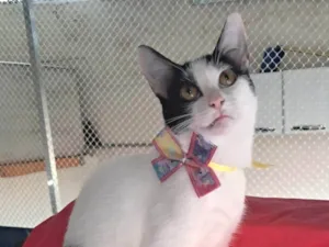 Gato raça SRD-ViraLata idade 2 a 6 meses nome Emily