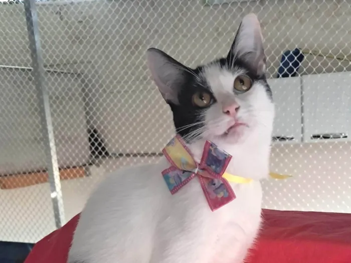 Gato ra a SRD-ViraLata idade 2 a 6 meses nome Emily