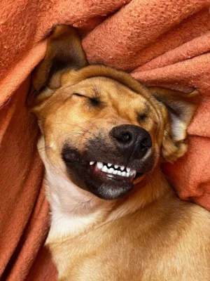 Cachorro raça SRD-ViraLata idade 4 anos nome Gibson