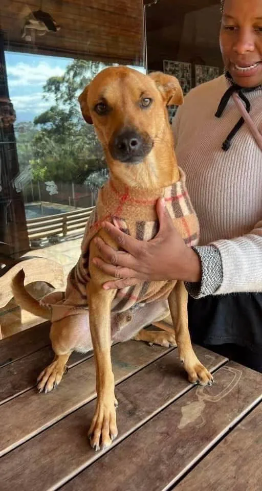 Cachorro ra a SRD-ViraLata idade 4 anos nome Gibson