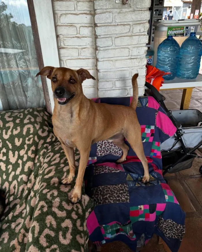 Cachorro ra a SRD-ViraLata idade 4 anos nome Gibson