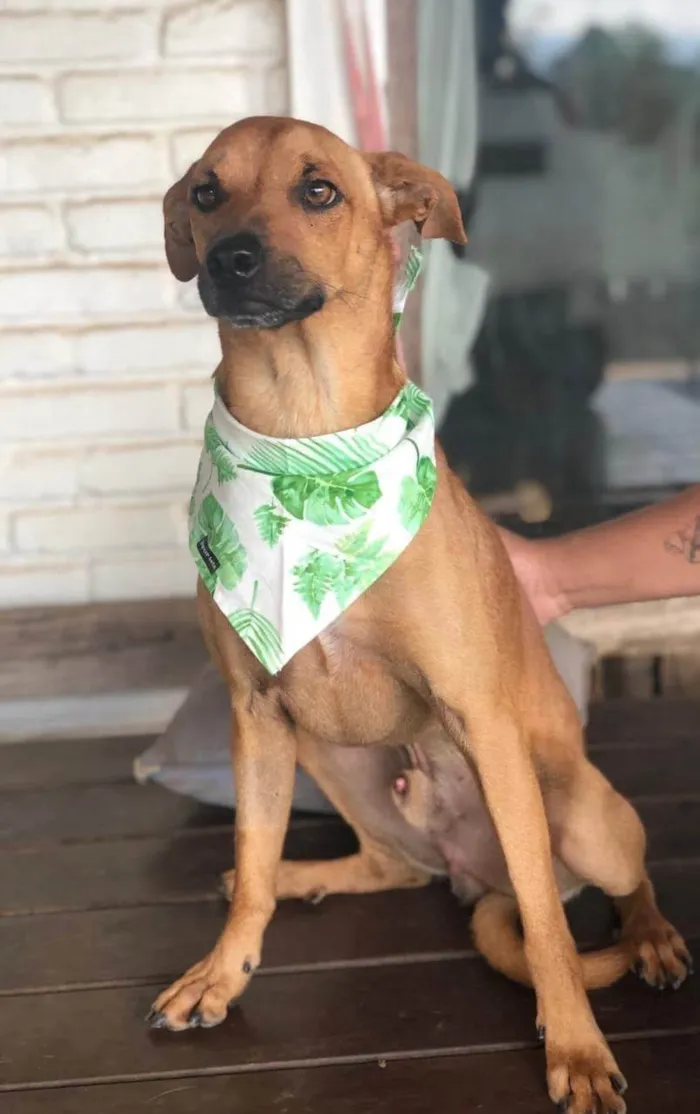 Cachorro ra a SRD-ViraLata idade 4 anos nome Gibson