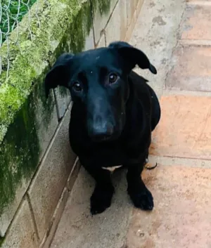 Cachorro raça SRD-ViraLata idade 1 ano nome Paçoca 