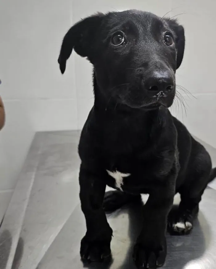 Cachorro ra a SRD-ViraLata idade 1 ano nome Paçoca 
