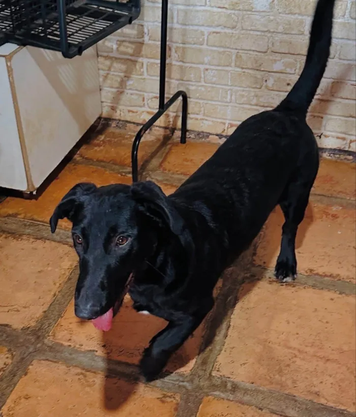 Cachorro ra a SRD-ViraLata idade 1 ano nome Paçoca 