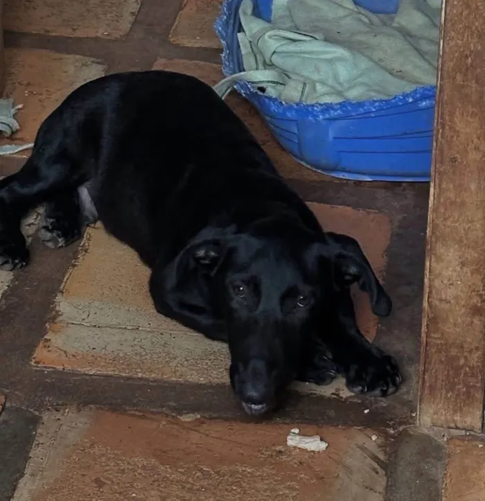 Cachorro ra a SRD-ViraLata idade 1 ano nome Paçoca 