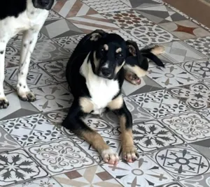 Cachorro raça SRD-ViraLata idade 1 ano nome Bruna