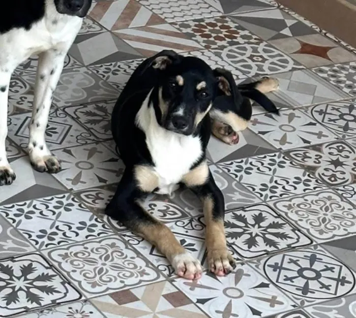 Cachorro ra a SRD-ViraLata idade 1 ano nome Bruna
