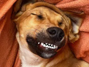 Cachorro raça SRD-ViraLata idade 4 anos nome Gibson